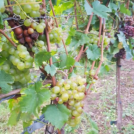 Ferienwohnung Weingut Lahmer August Kretzschau Exteriör bild