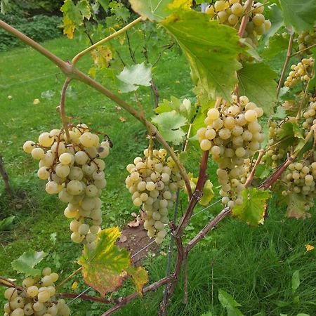 Ferienwohnung Weingut Lahmer August Kretzschau Exteriör bild