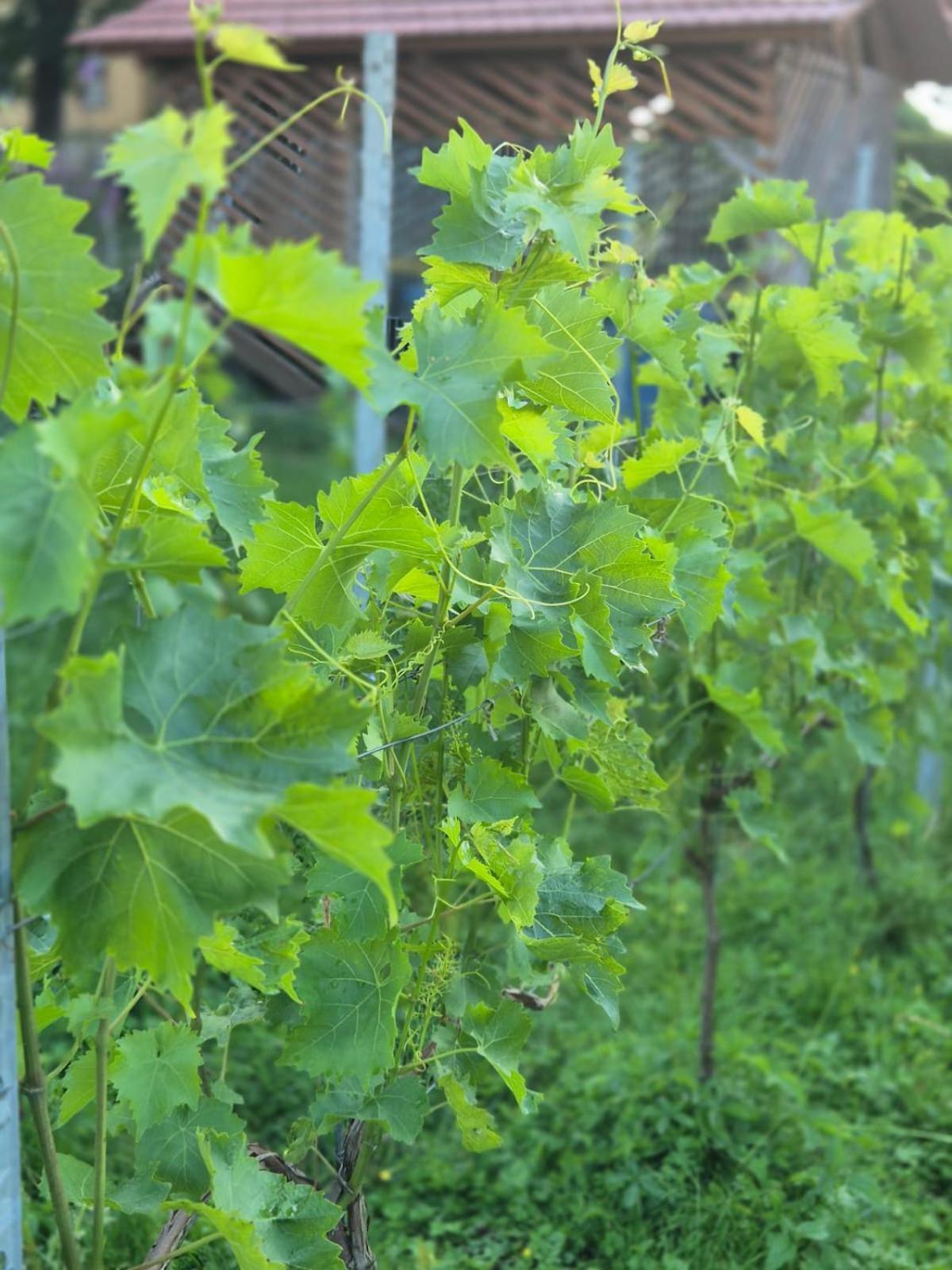 Ferienwohnung Weingut Lahmer August Kretzschau Exteriör bild