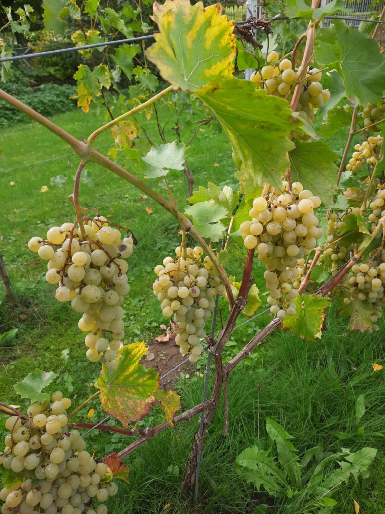 Ferienwohnung Weingut Lahmer August Kretzschau Exteriör bild